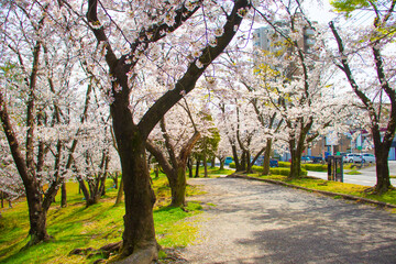 公園内の道沿いに咲く桜の木と足元を覆う芝生