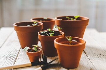 Close up of Strawberries sprout plant seeding in ceramic terracota pots on the wooden table background. Home gardening, love of houseplants. Spring time. Potted plants. 