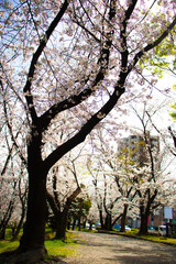 公園の桜と背景に写る町の風景