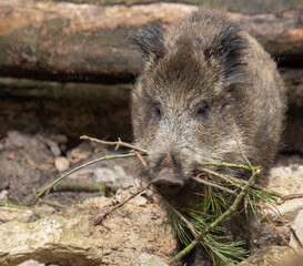 Wildschwein Nestbau
