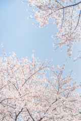 봄 벚꽃 cherry blossoms