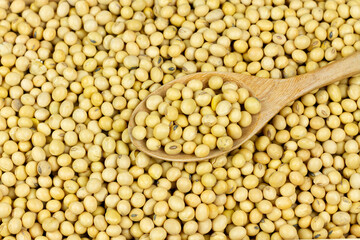 Wooden spoon on pile of soybeans background. Soy contains nutrients that are beneficial to the body. But there are also allergens.