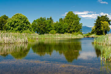 Fototapeta na wymiar Nice Pond at West Dyke trail in Terra Nova Rural park, Vancouver, Canada.