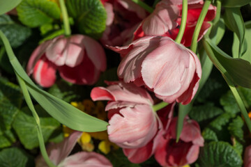 champagne and coral pink tulips in the garden
