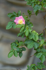 pink wild rose near a stone wall