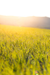 sunset natural landscape, grass and mountain. Concept of nature, relax.