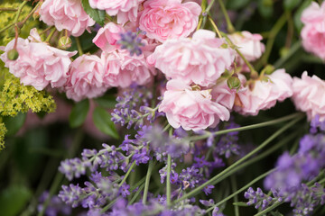 close up of pink roses and lavender in a garden