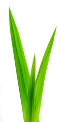Obraz premium Pandan isolated on white background