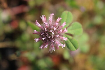 Small Pink Flower