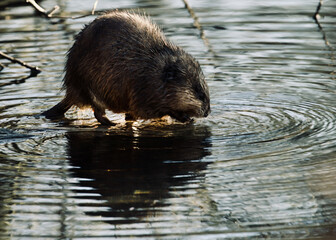 Bisam, Ondatra zibethicus bei der Nahrungsaufnahme im Wasser