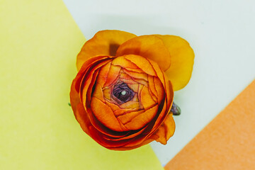 Fleur renoncule orange sur un fond coloré - Composition florale minimaliste et espace vide	
