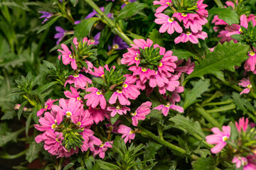 Pink fan flower scaevola aemula - 426708103