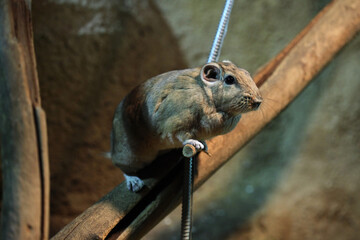 Common gundi (Ctenodactylus gundi). Wildlife animal.