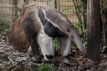 Naklejka premium Giant anteater (Myrmecophaga tridactyla).
