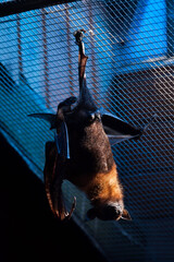 Lyle's flying fox (Pteropus lylei).