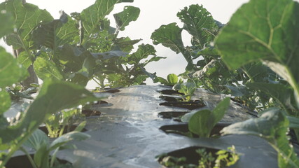 Broccoli plants planted on the slopes of the Sumbing Mountain