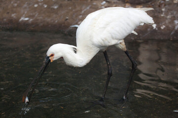 Eurasian spoonbill (Platalea leucorodia)
