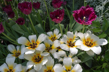 Fototapeta na wymiar mature white-yellow and fancy magenta tulips 