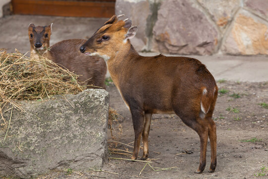 Chinese muntjac (Muntiacus reevesi), also known as the Reeves's muntjac.