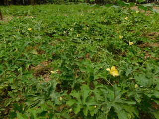 The flowers and leaves of bitter gourd.