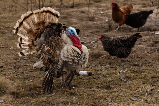 Male turkey strutting feathers for females in a chicken yard. High quality photo