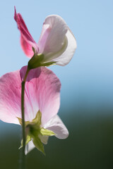 sweet pea blossoms on a blue background