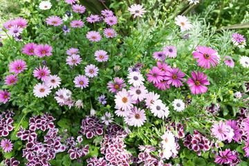field of various shades of pink and violet asters growing near geraniums in a garden
