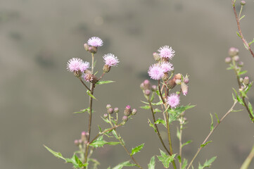 light pink thistle blossoms