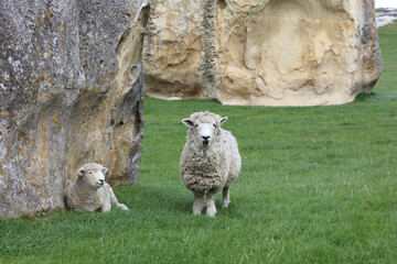 Romneyschaf / Romney sheep / Ovis.