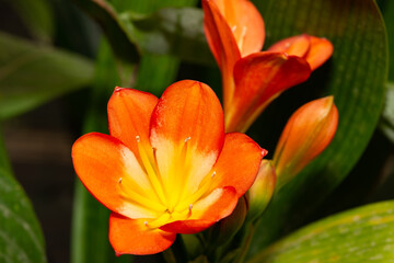 Clivia miniata or showy Natal lily, closeup.