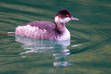 Black-necked Grebe, Podiceps nigricollis, in winter plumage, Newlyn harbour, Cornwall, UK.
