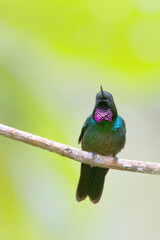 Tourmaline Sunangel hummingbird, (Heliangelus exortis), perched, eastern slope of central Andes, Juntas, Magdalena Valley, Colombia.
