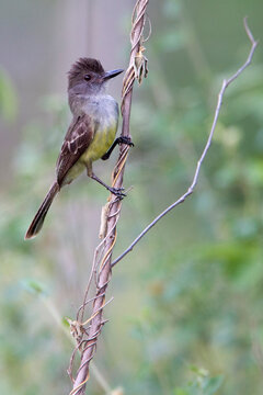 Apical Flycatcher, (Myiarchus apicalis), a Colombian endemic, perched with it's crest raised,  Magdalena Valley, Colombia.