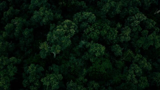 Arial Drone Zenital Shot of trees