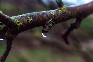rain drops on a branch