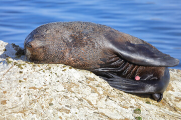 Neuseeländischer Seebär / New Zealand fur seal / Arctocephalus forsteri