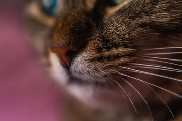 macro cat