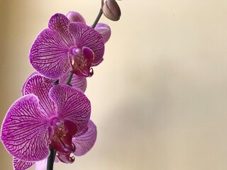 Orchidea viola con sfondo grigio © AlessandroBruno