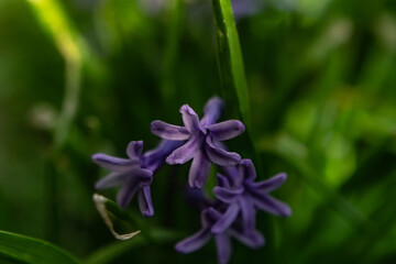 Fototapeta premium purple flower