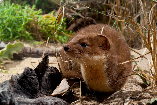 Least weasel (Mustela nivalis) from Peloponnesus, Greece // Mauswiesel (Mustela nivalis) vom Peloponnes, Griechenland