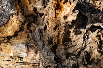 A large and old rotten tree stump, overgrown with moss due to moisture. Fancy brown driftwood of interesting shape, natural material with bark and aroma of fresh wood