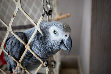 grey parrot