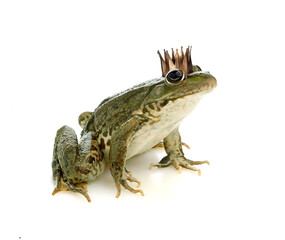 Frog Princess in a crown isolated on a white background.