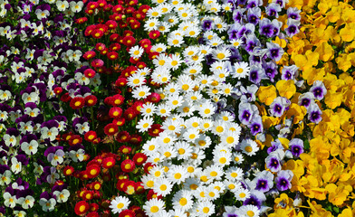 a flower garden with colorful flowers in April