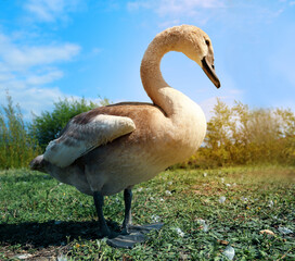 Photo background of a beautiful white swan