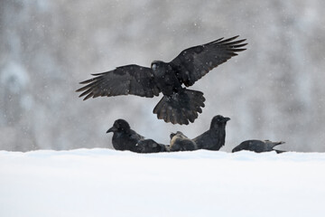 Common raven flying landing in raven group in winter snowstorm