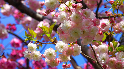 a blooming pink cherry blossom in April