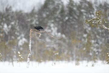 Common raven perched on tree in winter snowstorm