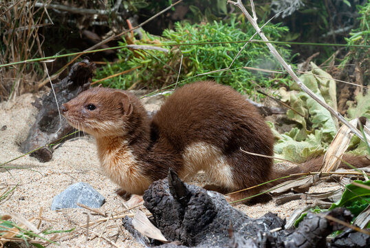 Mauswiesel // Least weasel (Mustela nivalis) 