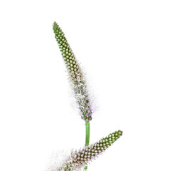 Greater Plantain, Plantago major or 